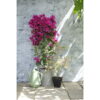 bougainvillea